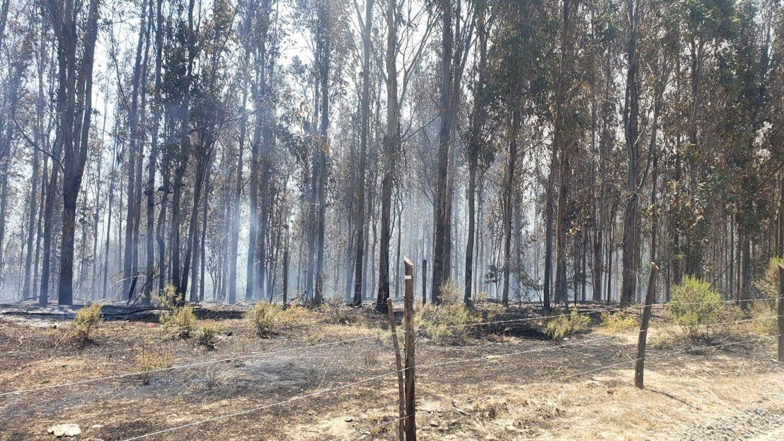 Arresto domiciliario para agricultor acusado de causar incendio forestal en Los Sauces