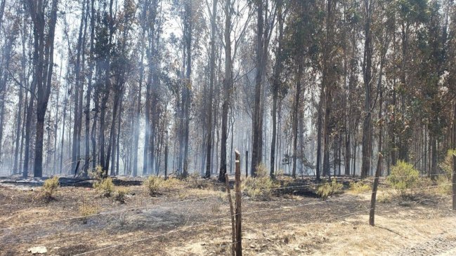 Arresto domiciliario para agricultor acusado de causar incendio forestal en Los Sauces
