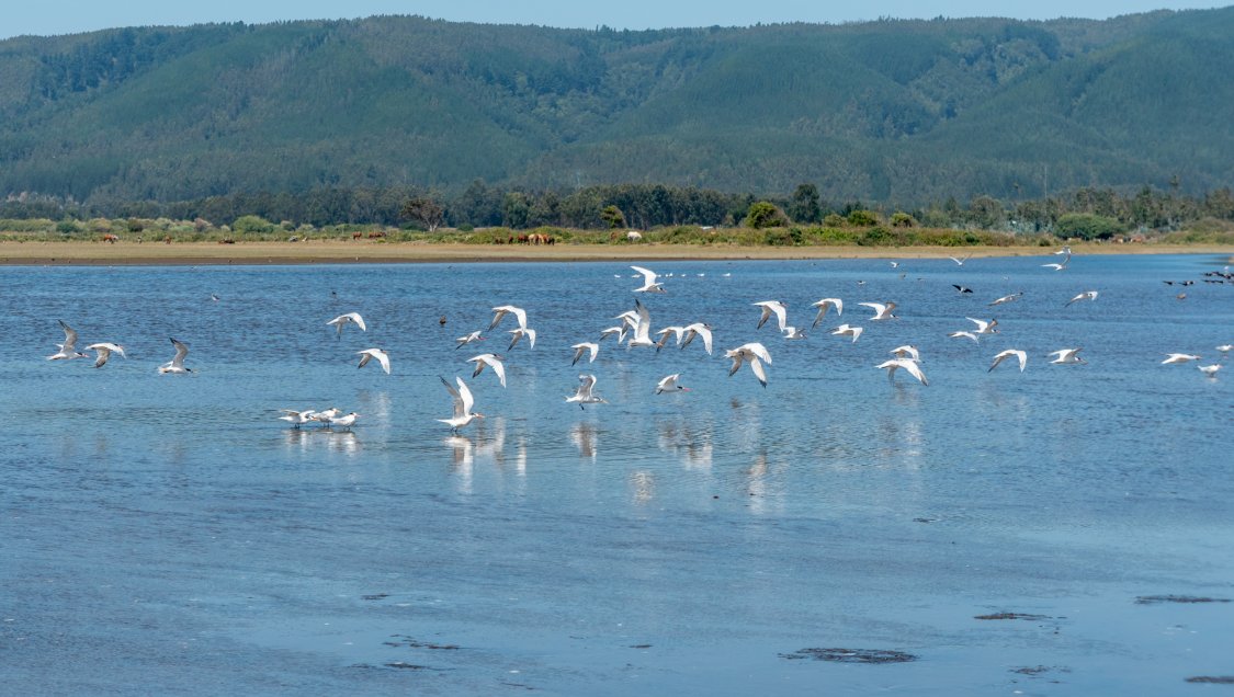 Avanzan gestiones para declarar a importante humedal como Santuario de la Naturaleza