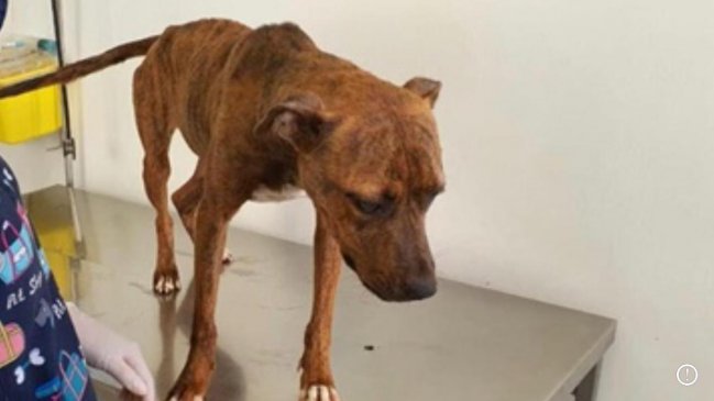 Hombre fue detenido por maltrato animal en Antofagasta