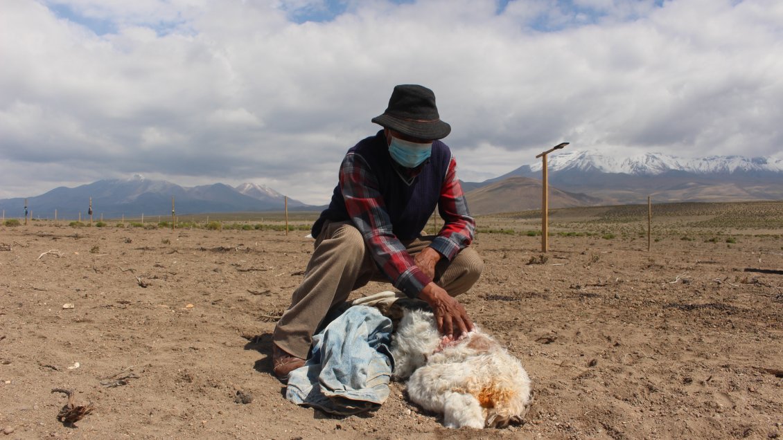 Comuneros de Colchane denuncian inusual ataque a ganado