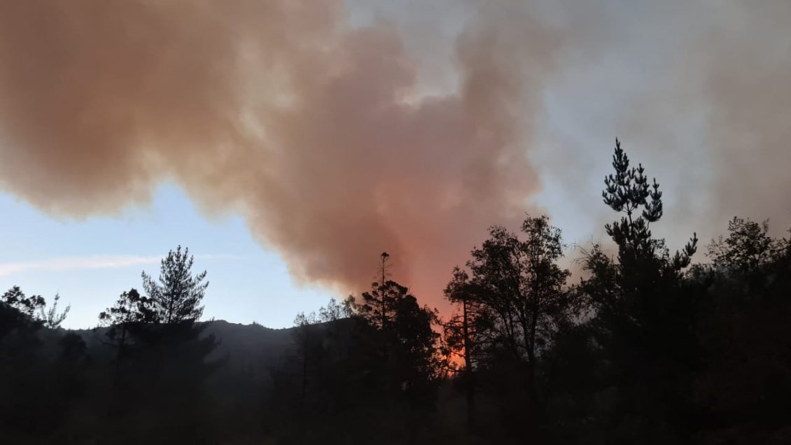 Región de O'Higgins: Continúa alerta roja por incendios forestales que afectan cerca de mil hectáreas