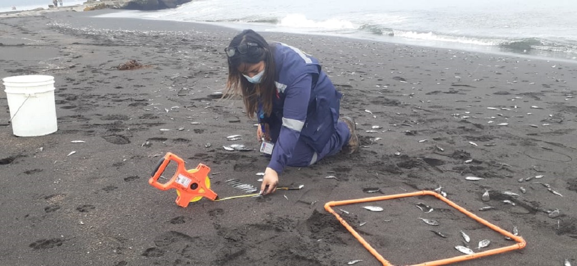 Sernapesca atribuye a fenómeno natural varazón masiva de peces en las costas de Coronel