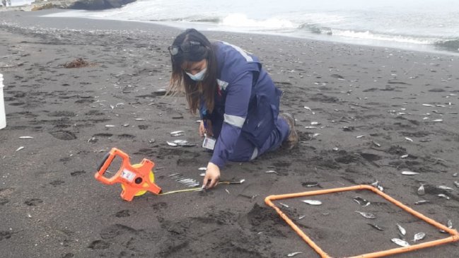 Sernapesca atribuye a fenómeno natural varazón masiva de peces en las costas de Coronel