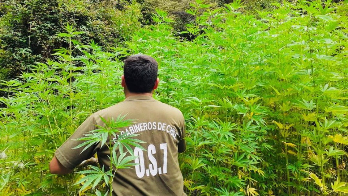 Carabineros hallaron casi 800 plantas de marihuana en la cordillera de Coihueco