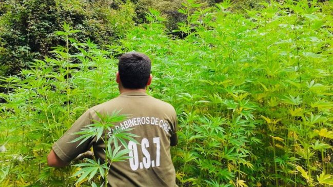 Carabineros hallaron casi 800 plantas de marihuana en la cordillera de Coihueco