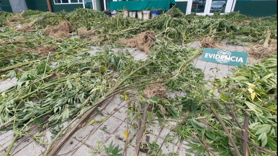 Carabineros descubrió plantación de marihuana y droga procesada en Lican Ray