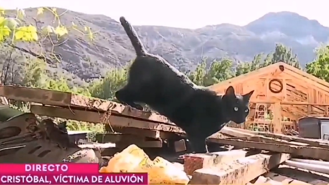 Víctima de aluvión en San José de Maipo se reencontró en vivo con su gato perdido