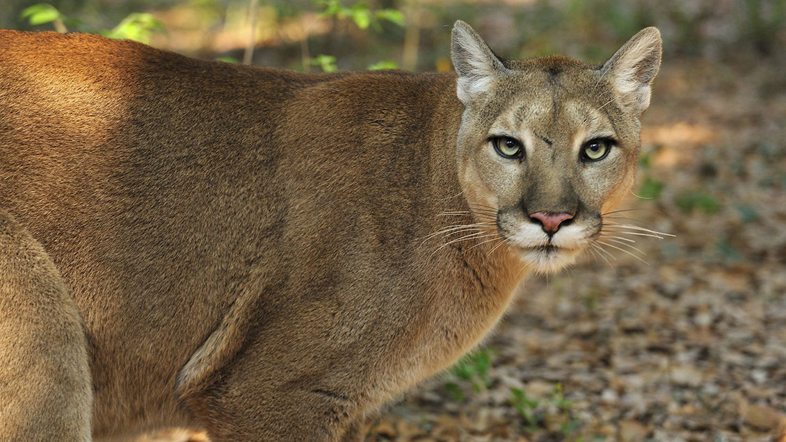 Dos pumas en cautiverio están desaparecidos tras aluvión en San Alfonso