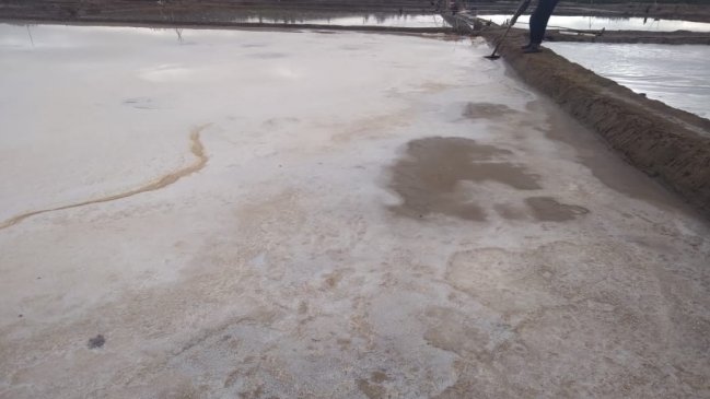 Salineros de Vichuquén perdieron el 80 por ciento de sus cosechas tras lluvias en el Maule