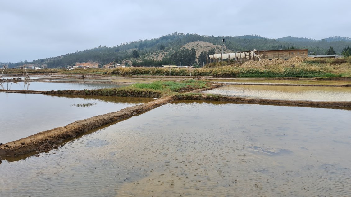 Salineros de Paredones perdieron el 75 por ciento de sus cosechas tras lluvias en O'Higgins
