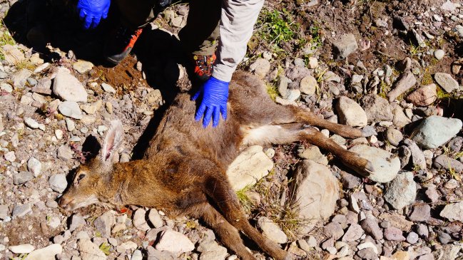 Ambientalistas critican medidas de protección al huemul tras atropello de una cría en Parque Nacional
