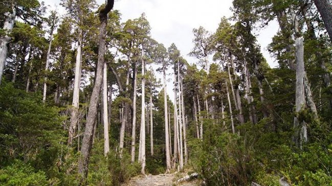 Corte Suprema declaró ilegal el reemplazo de bosque nativo por cultivos agrícolas