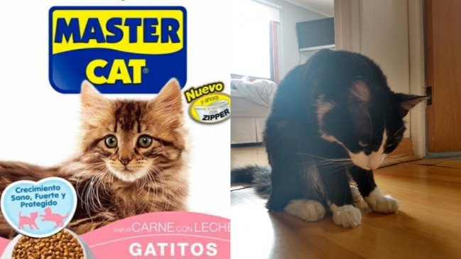  Master Cat retira productos tras denuncias por daños a gatitos  