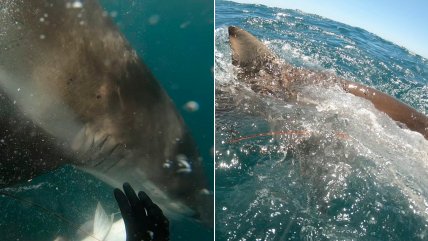   Tenso momento: Tiburón casi le arranca la mano a un joven mientras pescaba 