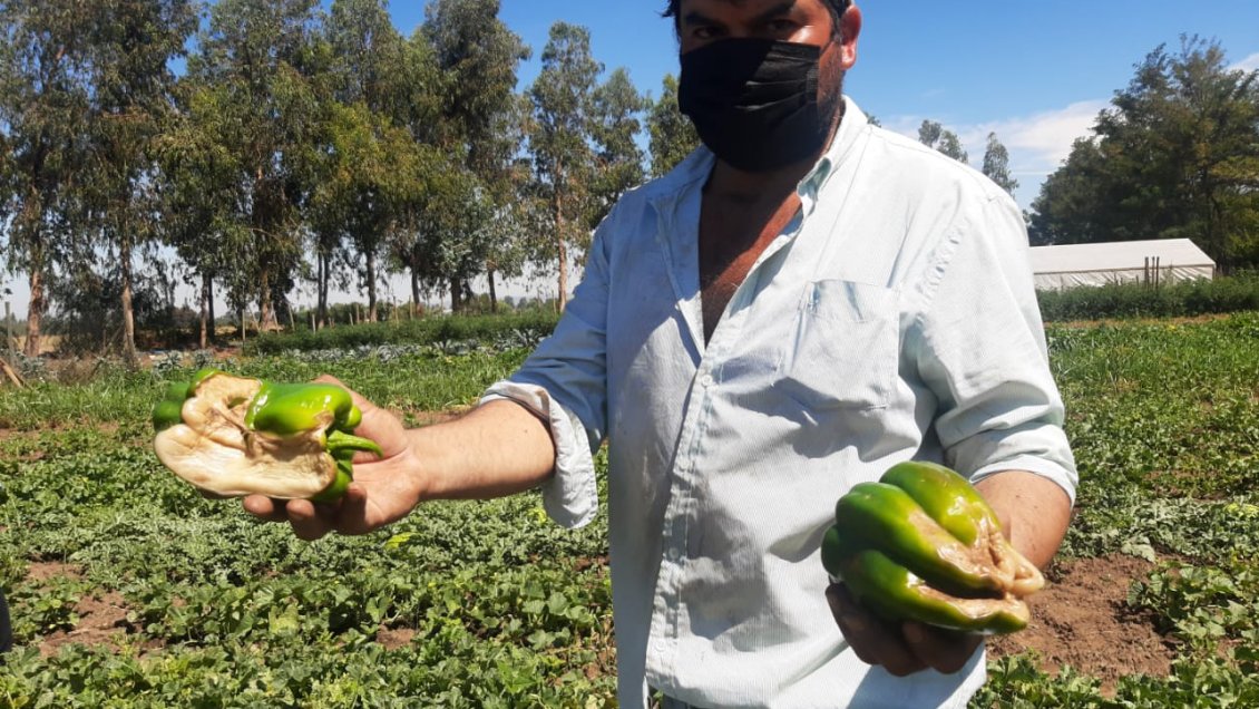 Ministra Undurraga y situación agrícola tras lluvias: Es grave y bastante localizada
