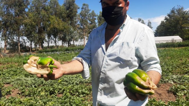 Ministra Undurraga y situación agrícola tras lluvias: Es grave y bastante localizada
