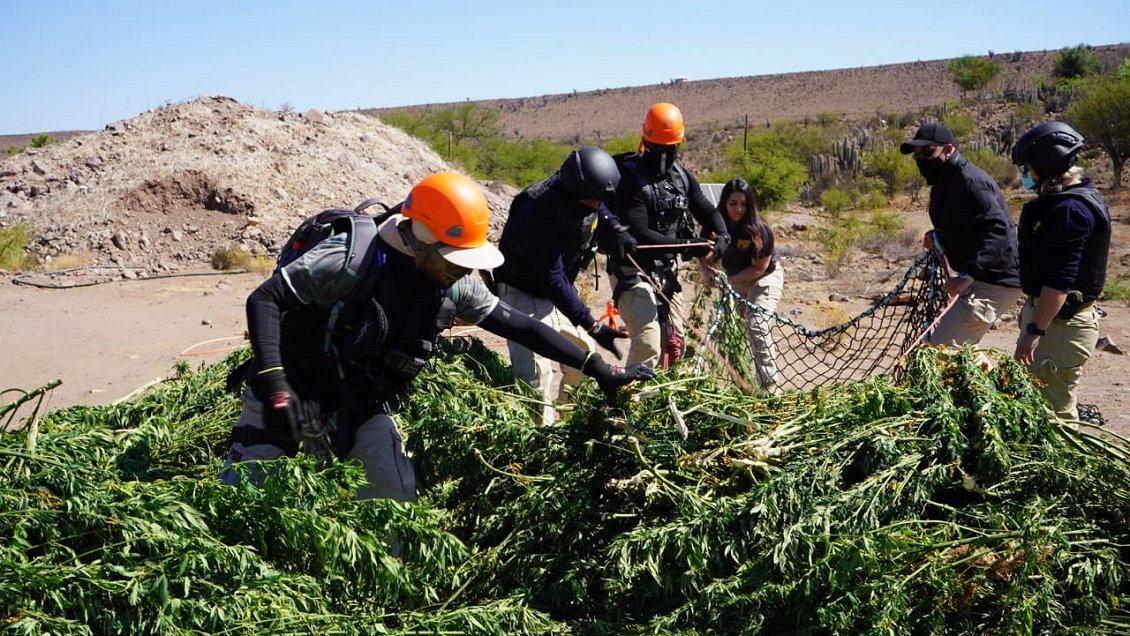 Descubren tres toneladas de plantas de marihuana en quebradas de la Región de Coquimbo