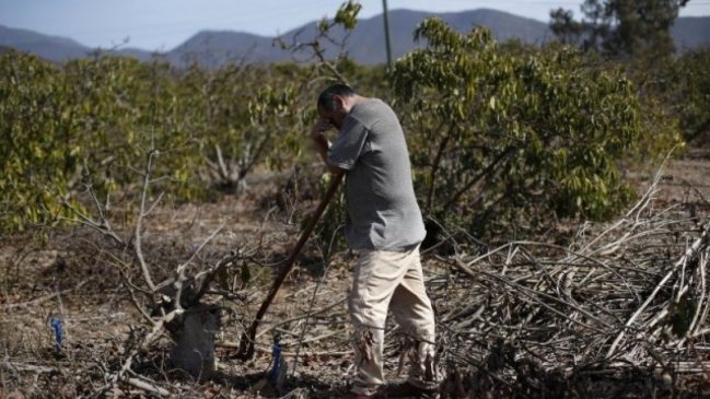 A base de un alga fosilizada, chilenos desarrollaron producto para ayudar a la agricultura