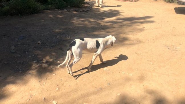 PDI detuvo a sujeto imputado por maltrato animal en Coltauco