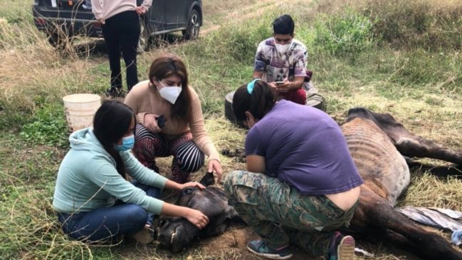 Sacrifican al caballo que había sido encontrado maniatado y agonizando en San Clemente