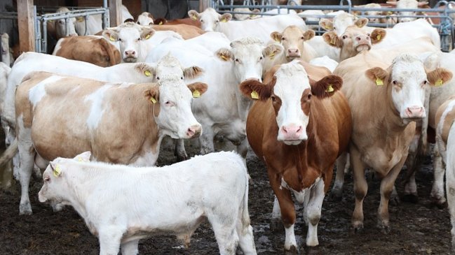 Nueva Zelanda decidirá extradición a Chile de empresario acusado de cruel matanza de terneros