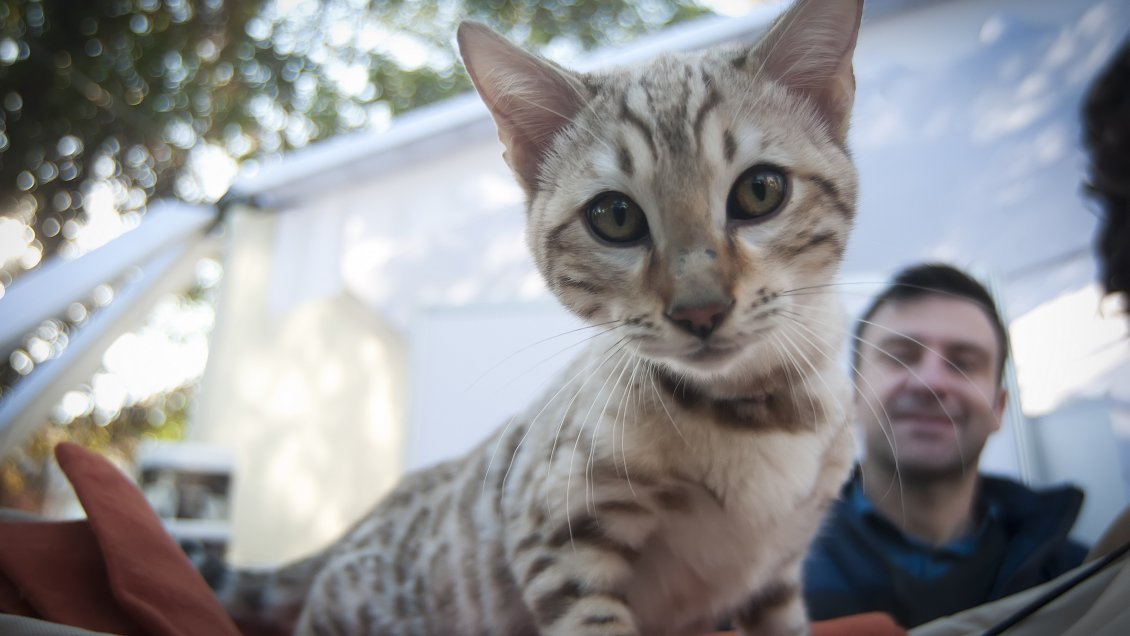 Estos son los nombres más usados en perros y gatos