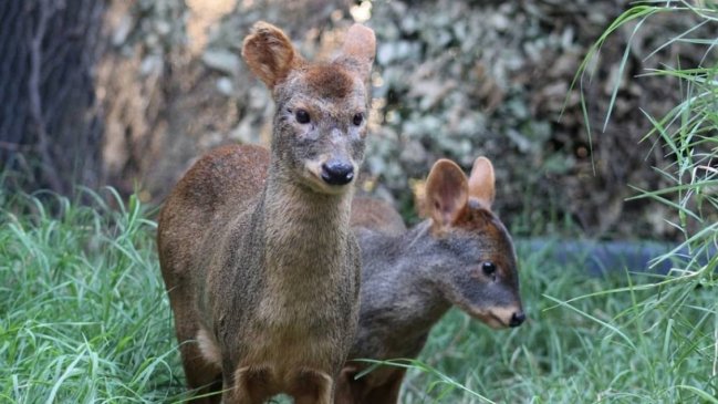 SAG liberó a una pudú y su cría tras rehabilitación por ataque de perros en Cobquecura