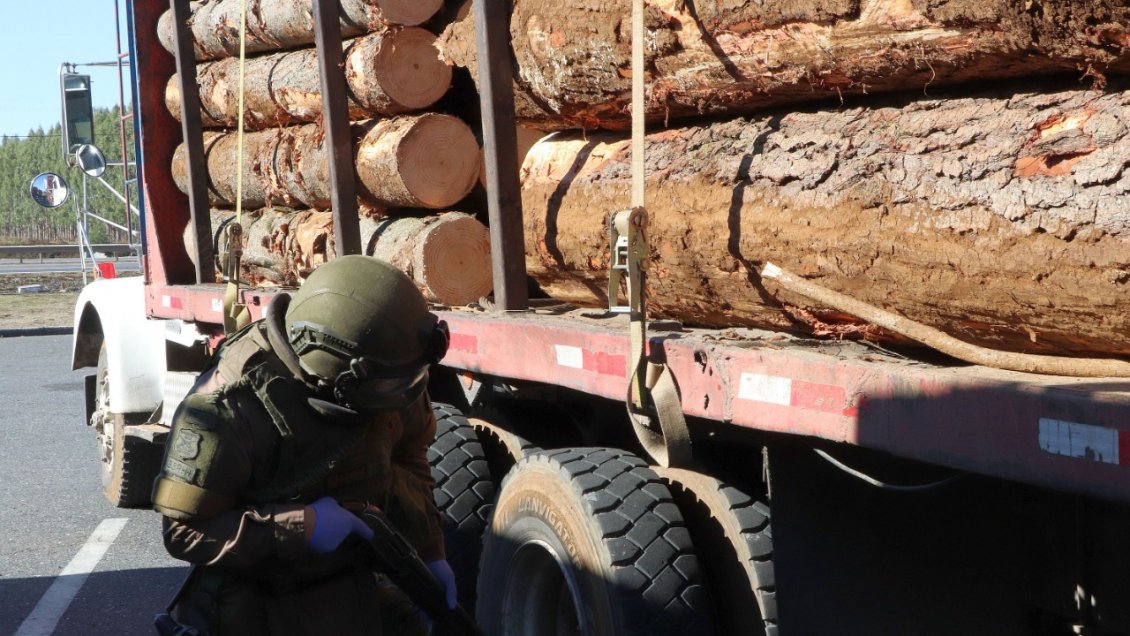 Detienen a conductor que circulaba con madera presuntamente robada en Curanilahue