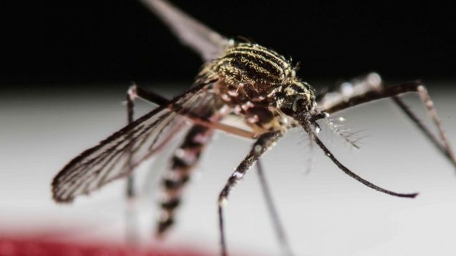 La candidata a vacuna contra el Zika muestra resultados prometedores en ensayos de fase I