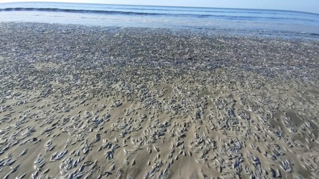 Sernapesca confirmó que masiva mortandad de peces en Biobío debe al fenómeno de surgencia