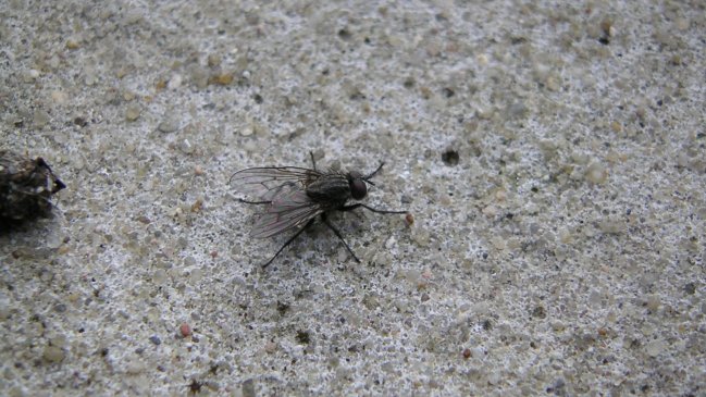 Autoridades inician plan de acción ante denuncias por aumentos de moscas en comunas de O'Higgins