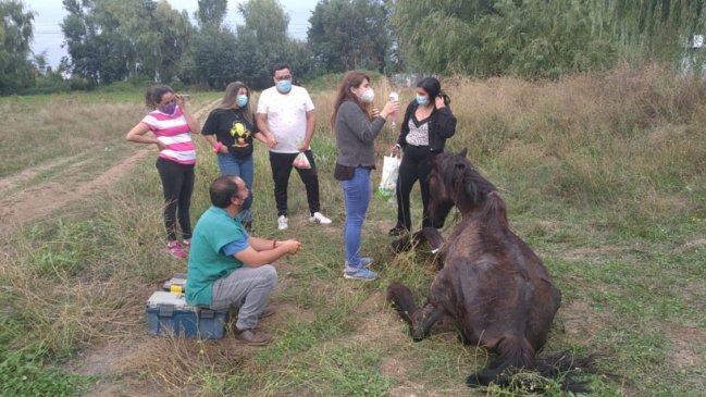Maniatado y abandonado: Fatal caso de maltrato de caballo en San Clemente llega a la Justicia