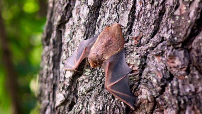 Murciélago con rabia motivó vacunación masiva de mascotas en localidad de Puerto Montt