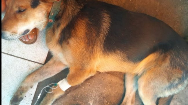 Vecinos denunciaron envenenamiento masivo de perros en Vichuquén