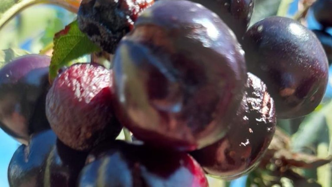 Más de 700 agricultores de Ñuble recibirán recursos de emergencia por lluvias de enero