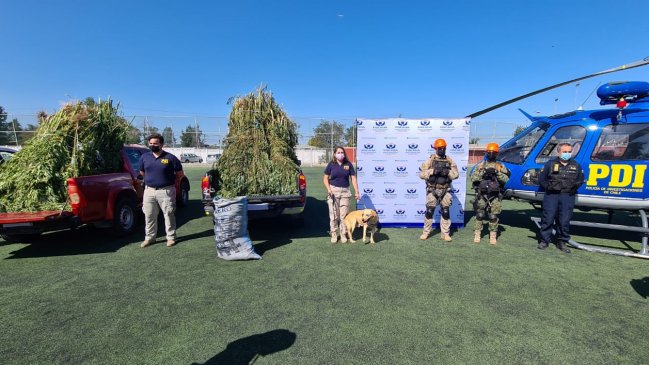 Plan Cannabis en O'Higgins deja en tres días más de 12 mil millones de pesos en droga incautada