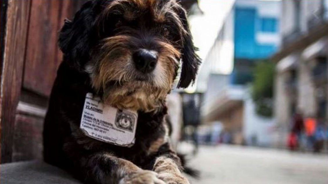 Cuba aprueba demandada norma que regulará la política de bienestar animal