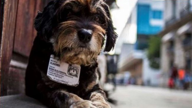 Cuba aprueba demandada norma que regulará la política de bienestar animal