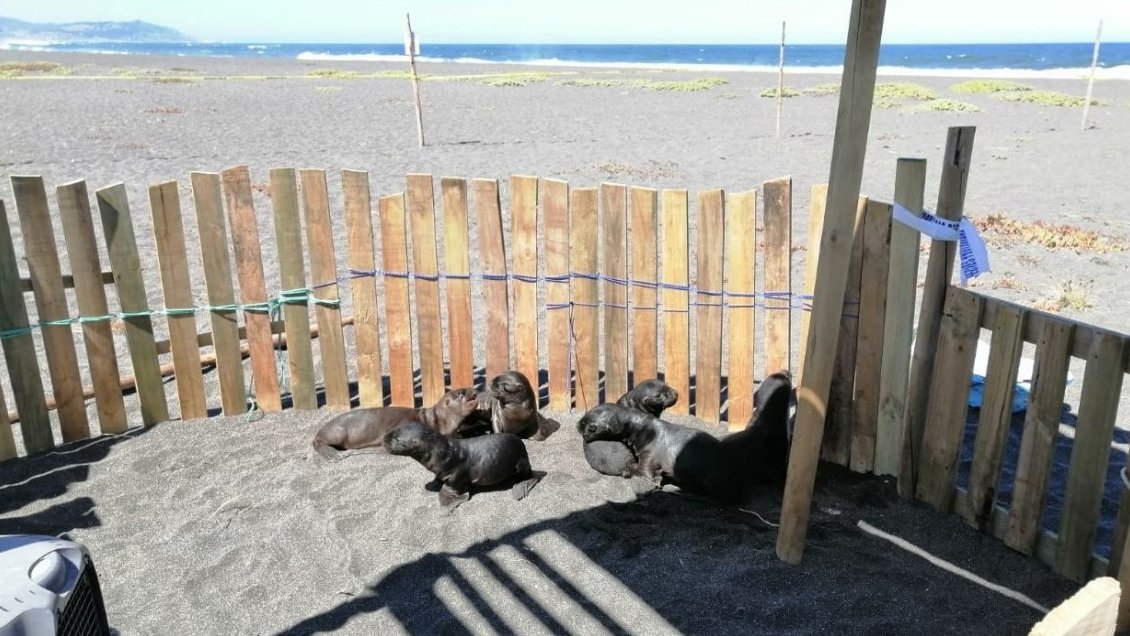 Sernapesca registró el rescate de más de 170 crías de lobos marinos varadas este verano en Cobquecura