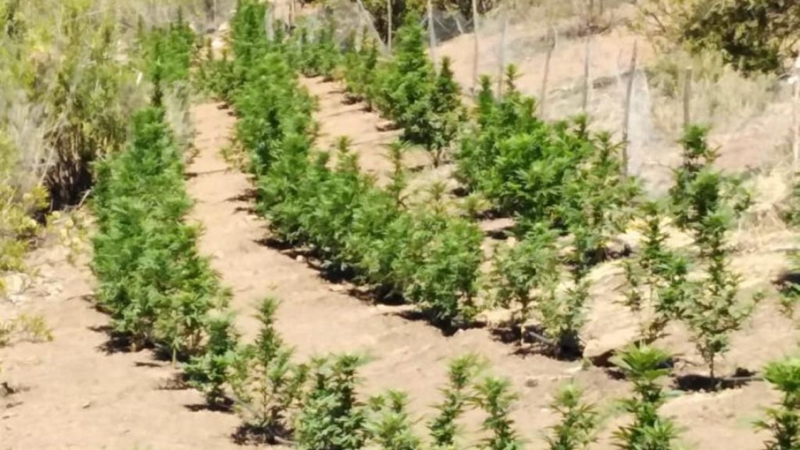 PDI detecta más de dos mil plantas de marihuana en plena precordillera de San Fernando