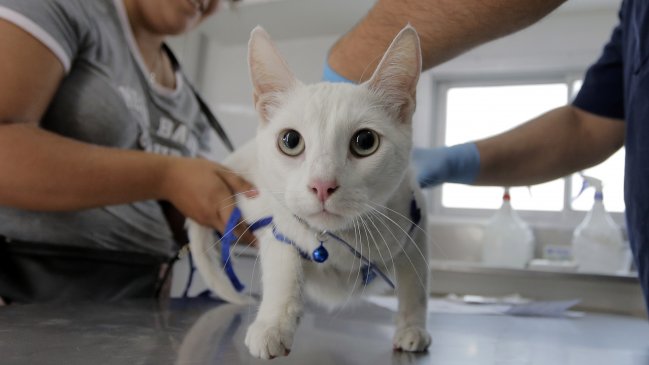 Sernac exigirá compensaciones para dueños de gatos afectados por lotes de alimentos de Master Cat