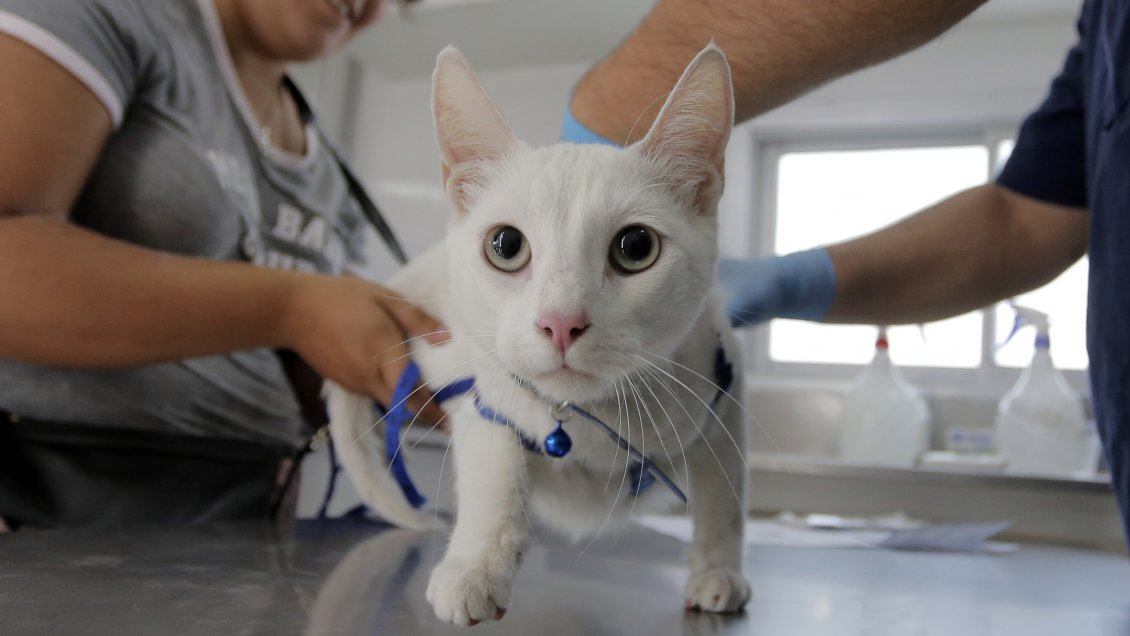 Sernac exigirá compensaciones para dueños de gatos afectados por lotes de alimentos de Master Cat