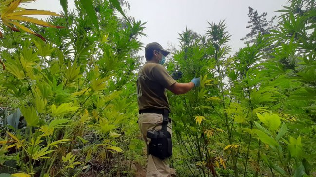 Decomiso más grande en la historia del Ñuble: 146 kilos de marihuana elaborada y 13.000 plantas en Trehuaco