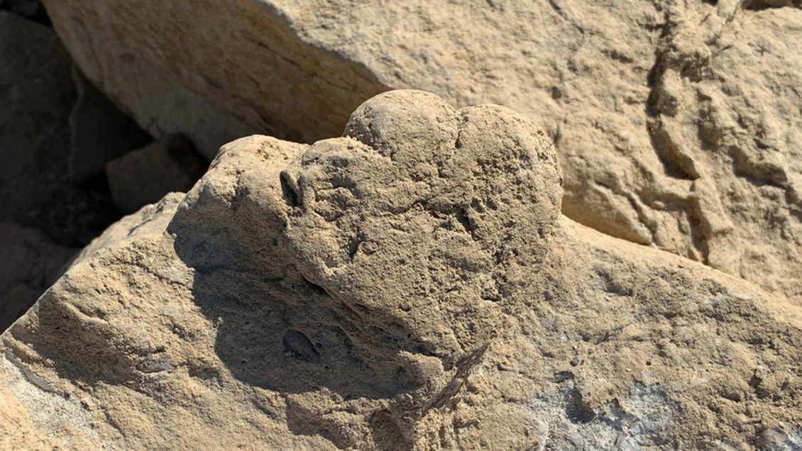 Científicos identifican huella de estegosaurio, la más pequeña encontrada hasta hoy