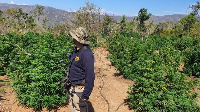 PDI incautó 15 toneladas de plantas de marihuana en Los Vilos