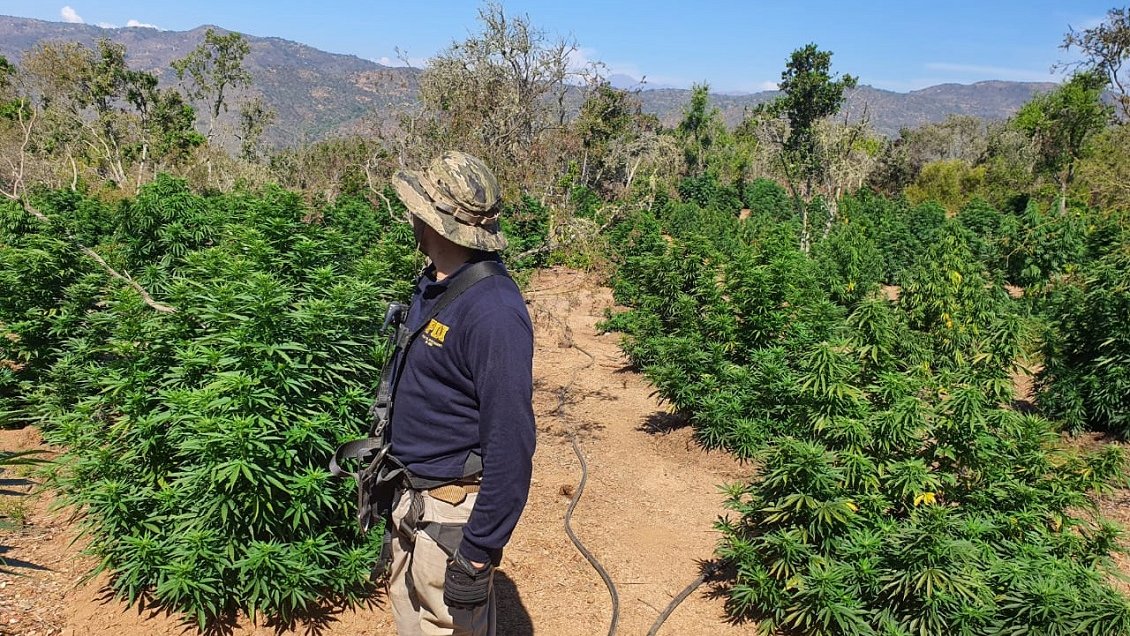 PDI incautó 15 toneladas de plantas de marihuana en Los Vilos