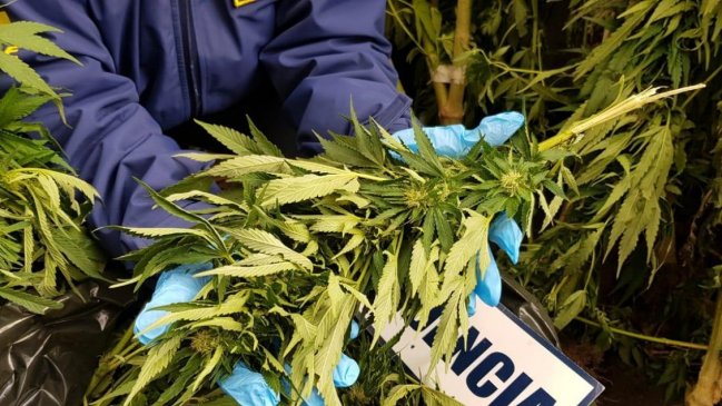 Huellas de una carretilla dejaron al descubierto invernadero con 64 plantas de marihuana en Illapel