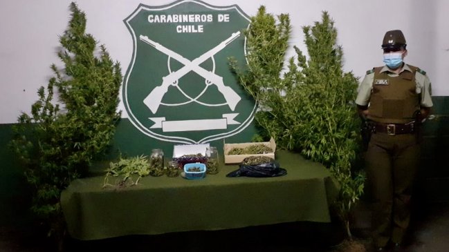 Denuncia de violencia intrafamiliar permitió detectar cultivo ilegal de marihuana en Santa Cruz