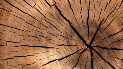   Chile comienza hoja de ruta para convertirse en líder mundial del desarrollo de madera de alta tecnología 